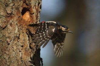 Great Spotted Woodpecker (Dendrocopos major) female leaving nesting hole, Utrecht, Netherlands