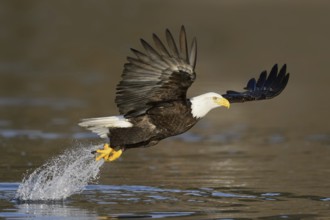 Bald Eagle (Haliaeetus leucocephalus) flying, Alaska, USA, North America