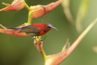 Crimson Sunbird (Aethopyga siparaja) male, Singapore, Asia