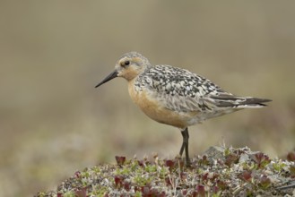 Red Knot (Calidris canutus), Alaska, USA, North America