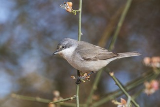 Lesser Whitethroat (Sylvia curruca) perched on a twig, Eilat, Israel, Asia