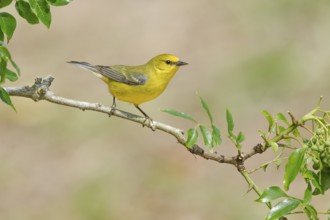 Blue-winged Warbler (Vermivora cyanoptera) female perched on a branch, Texas, USA, North America