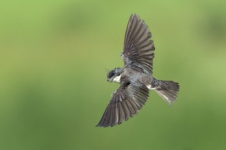 Tree Swallow (Tachycineta bicolor) flying, Colorado, USA, North America