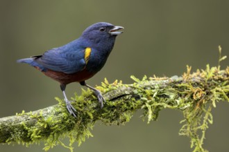 Chestnut-bellied Euphonia (Euphonia pectoralis) perched on a branch in the Atlantic Rainforest of