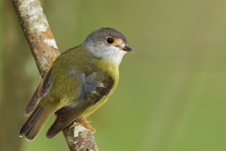 Pale-yellow Robin (Tregellasia capito), Queensland, Australia, Oceania