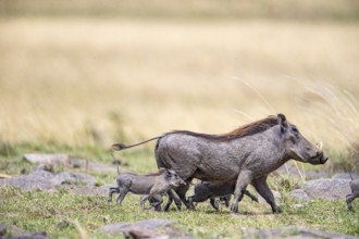 Warthog (Phacochoerus aethiopicus) Masai Mara Kenya