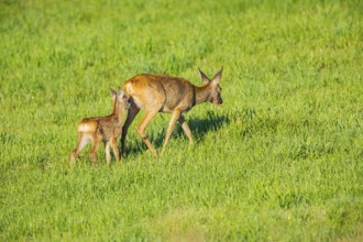 Roe deer (Capreolus capreolus) doe with fawn Germany