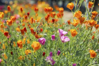California poppy (Eschscholzia californica) in bloom, Saxony, Germany, Europe