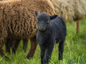 Black lamb in a meadow, behind it other sheep. Ouessant sheep (Breton dwarf sheep), Germany, Europe