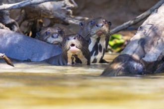 Giant otter (Pteronura brasiliensis) Pantanal Brazil