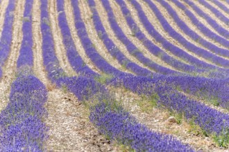 Lavender fields (Lavandula) listed in the inventory of intangible cultural heritage in France.