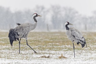 Common crane (Grus grus), also Eurasian crane, migratory bird, resting bird, breeding bird, pair,