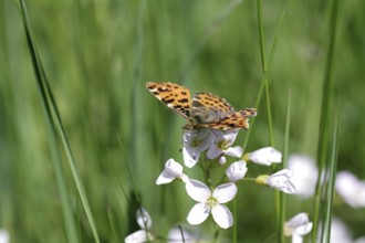 Land carat (Araschnia levana), butterfly, spring generation, meadow foamwort, orange, macro, The