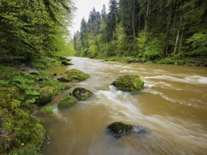 European beech trees shedding leaves, in the foreground moss-covered stones on the river Sihl,