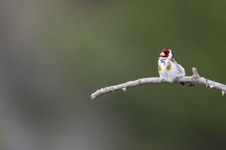 Goldfinch (Carduelis carduelis) Germany
