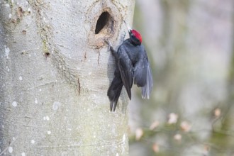 Black woodpecker (Dryocopus martius) ml Germany