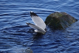 Seagull diving, Baltic Sea, Mecklenburg-Western Pomerania, Germany, Europe