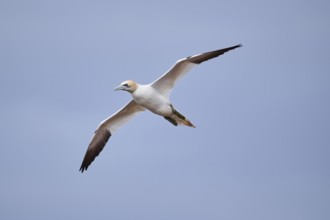 Northern gannet (Morus bassanus) flying over the sea, wildlife, Helgoland, Germany, Europe