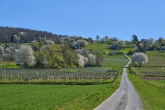 Tranquil spring landscape with blossoming trees, green fields and a clear blue sky along a rural