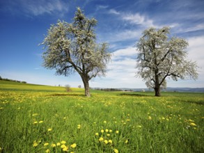 Field of flowering dandelions and pear trees (Pyrus communis), Beinwil, Freiamt, Canton Aargau,