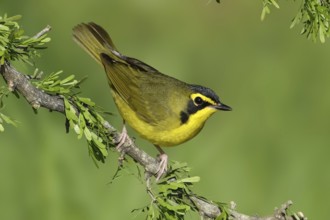 Kentucky Warbler (Geothlypis formosa), Texas, USA, North America