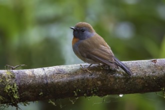 Rufous-gorgeted Flycatcher (Ficedula strophiata) male, Ngoc Linh, Vietnam, Asia