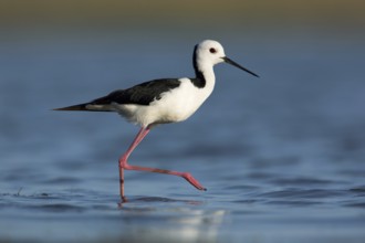 White-headed Stilt (Himantopus leucocephalus), Victoria, Australia, Oceania