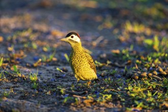 Green-banded Woodpecker (Colaptes melanochlorus) Pantanal Brazil