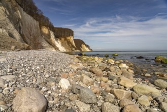Beach and the chalk cliffs on the Baltic Sea coast in Jasmund National Park, Ruegen Island,