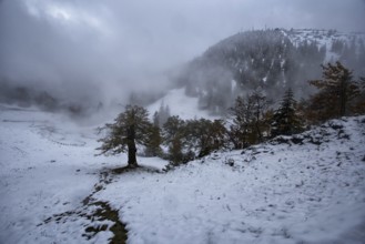 Foggy, snow-covered mountain landscape with scattered trees. Hike to the Herzogstand, Kochel am