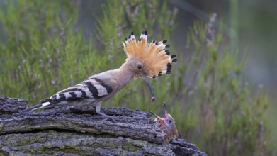 Eurasian Hoopoe (Upupa epops) feeding chick in breeding cavity, Saxony-Anhalt, Germany, Europe