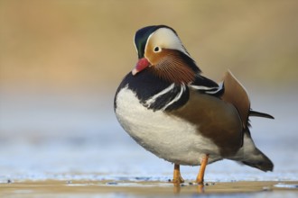 Mandarin Duck (Aix galericulata) male, North Rhine-Westphalia, Germany, Europe