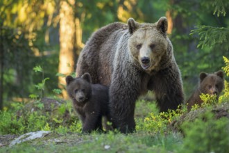 Eurasian Brown Bear (Ursus arctos) mother with cubs in forest, Finland, Europe
