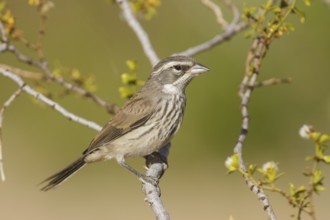 Black-throated Sparrow (Amphispiza bilineata), California, USA, North America