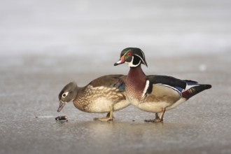 Wood Duck (Aix sponsa), Ohio, USA, North America
