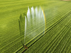 Artificial irrigation of a cereal field in April, with a sprinkler system, long dry spell in spring