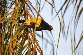 Yellow-rumped cacique (Cacicus cela) Pantanal Brazil