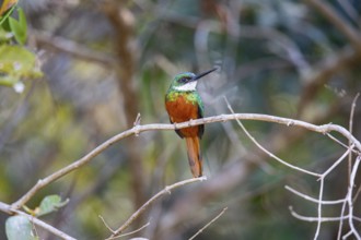 Rufous-tailed jacamar (Galbula ruficauda) Pantanal Brazil