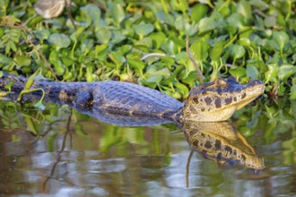 Spectacled caiman (Caiman crocodilius) Panatanal Brazil