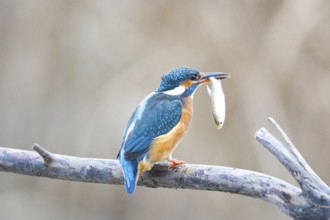 Kingfisher (Alcedo atthis) wbl Germany