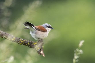 Red-backed shrike (Lanius collurio) ml Germany