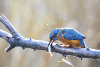 Kingfisher (Alcedo atthis) wbl Germany