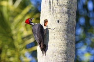 Lineated woodpecker (Dryocopus lineatus) Pantanal Brazil