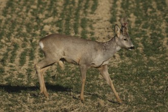 Roe deer (Capreolus capreolus) six-antlered buck with velvet horns in a field in spring, Lower