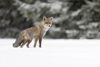 Red fox in the snow, Steinborn, Rhineland-Palatinate, Germany, Europe