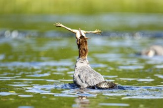 Common merganser. Mergus merganser. A female swallows a bull frog. Lake Wapizagonke. La Mauricie