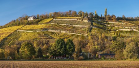 Vineyards divided into terraces with dry stone walls in the evening light under a blue sky, autumn