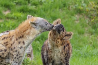 Two adult spotted hyenas (Crocuta crocuta), one male and one female, display courtship behavior