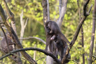 An adult female mandrill (Mandrillus leucophaeus) stands with her baby high up in a tree. A green