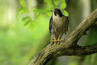 Peregrine falcon (Falco peregrinus), adult, on tree, alert, in summer, Šumava, Czech Republic,